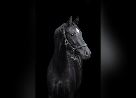 Hannoveraner, Stute, 2 Jahre, 157 cm, Rappe