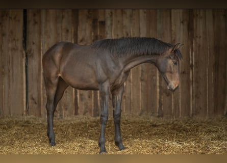 Hannoveraner, Stute, 2 Jahre, 160 cm, Dunkelbrauner