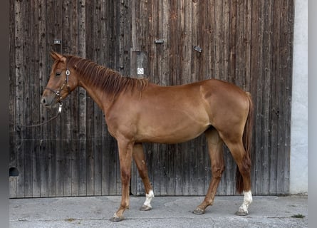 Hannoveraner, Stute, 2 Jahre, 160 cm, Fuchs