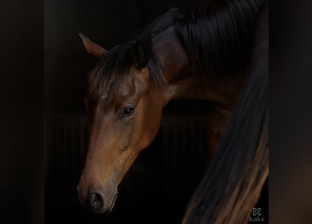 Hannoveraner, Stute, 2 Jahre, 161 cm, Brauner