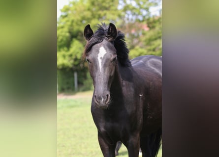Hannoveraner, Stute, 2 Jahre, 163 cm, Rappe