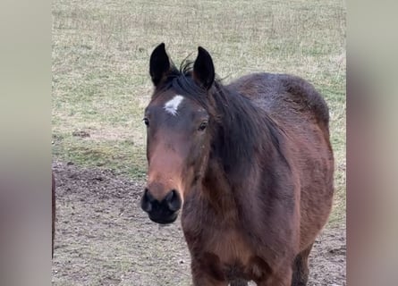 Hannoveraner, Stute, 2 Jahre, 165 cm, Brauner