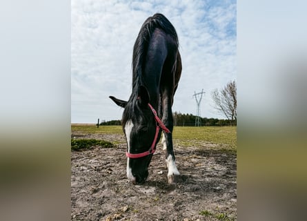 Hannoveraner, Stute, 2 Jahre, 165 cm, Rappe
