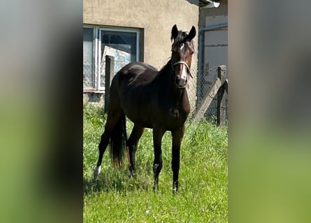Hannoveraner, Stute, 2 Jahre, 167 cm, Brauner