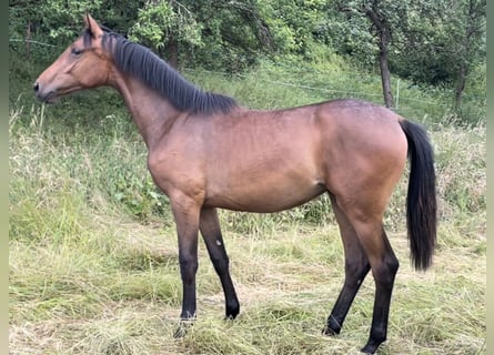 Hannoveraner, Stute, 2 Jahre, 168 cm, Brauner