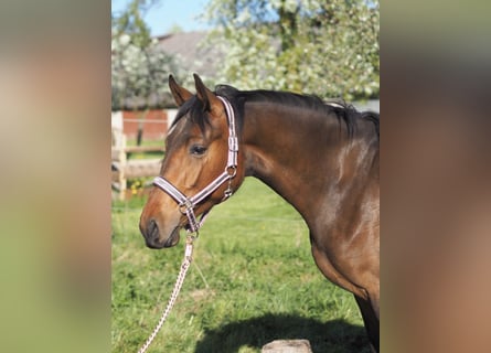 Hannoveraner, Stute, 2 Jahre, 168 cm, Brauner