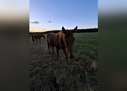 Hannoveraner, Stute, 2 Jahre, 168 cm, Fuchs