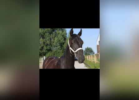 Hannoveraner, Stute, 2 Jahre, 168 cm, Rappe