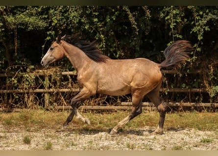 Hannoveraner, Stute, 2 Jahre, 169 cm, Schimmel