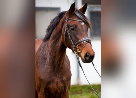 Hannoveraner, Stute, 2 Jahre, 170 cm, Dunkelbrauner