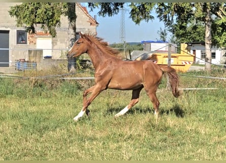 Hannoveraner, Stute, 2 Jahre, 172 cm, Fuchs