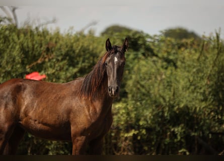 Hannoveraner, Stute, 2 Jahre, 172 cm, Schwarzbrauner