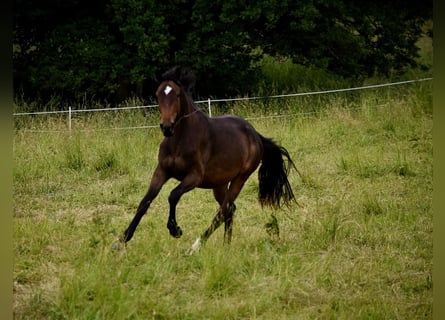 Hannoveraner, Stute, 2 Jahre, 175 cm, Dunkelbrauner