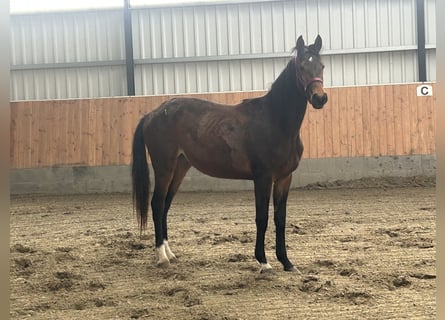 Hannoveraner, Stute, 2 Jahre, Brauner