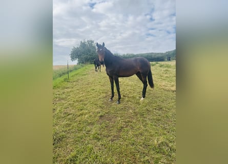 Hannoveraner, Stute, 2 Jahre, Brauner
