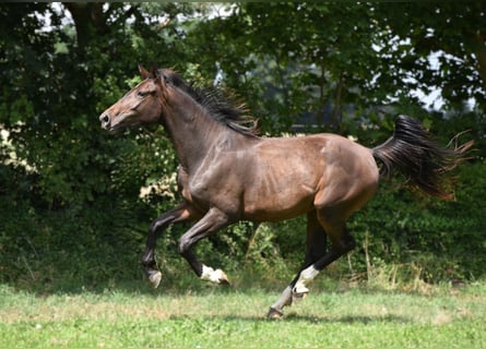 Hannoveraner, Stute, 2 Jahre, Dunkelbrauner