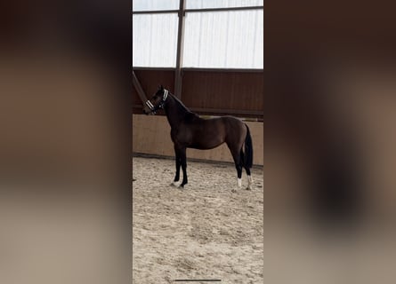 Hannoveraner, Stute, 2 Jahre, Dunkelbrauner