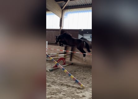 Hannoveraner, Stute, 2 Jahre, Dunkelbrauner