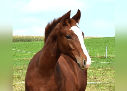 Hannoveraner, Stute, 2 Jahre, Fuchs