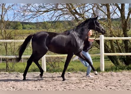 Hannoveraner, Stute, 2 Jahre, Rappe