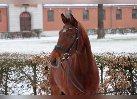 Hannoveraner, Stute, 3 Jahre, 152 cm, Brauner