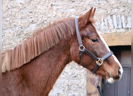 Hannoveraner, Stute, 3 Jahre, 155 cm, Fuchs