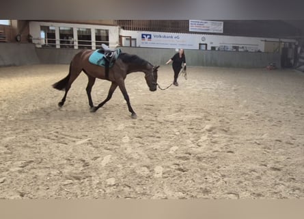 Hannoveraner, Stute, 3 Jahre, 157 cm, Brauner
