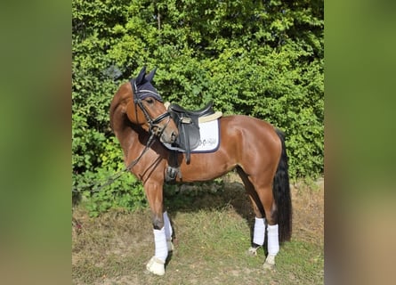 Hannoveraner, Stute, 3 Jahre, 158 cm, Brauner