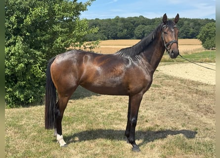 Hannoveraner, Stute, 3 Jahre, 158 cm, Dunkelbrauner