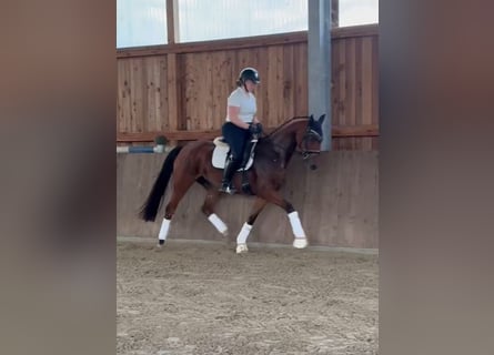 Hannoveraner, Stute, 3 Jahre, 160 cm, Brauner