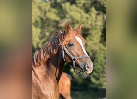 Hannoveraner, Stute, 3 Jahre, 160 cm, Dunkelfuchs