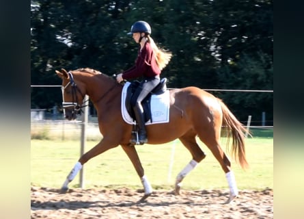 Hannoveraner, Stute, 3 Jahre, 160 cm, Fuchs