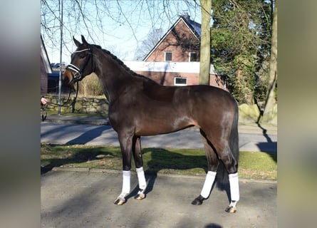 Hannoveraner, Stute, 3 Jahre, 162 cm, Brauner