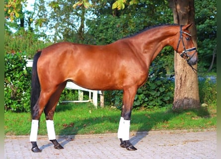 Hannoveraner, Stute, 3 Jahre, 162 cm, Brauner