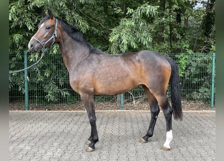 Hannoveraner, Stute, 3 Jahre, 162 cm, Brauner