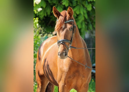Hannoveraner, Stute, 3 Jahre, 162 cm, Dunkelfuchs