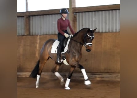 Hannoveraner, Stute, 3 Jahre, 163 cm, Brauner