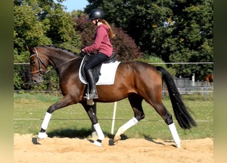 Hannoveraner, Stute, 3 Jahre, 163 cm, Brauner
