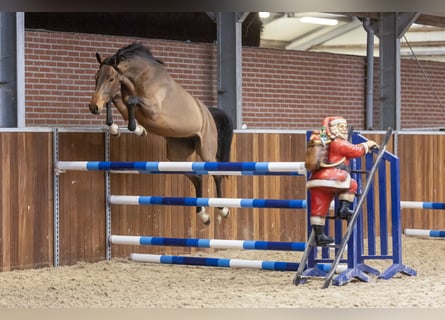 Hannoveraner, Stute, 3 Jahre, 163 cm, Brauner