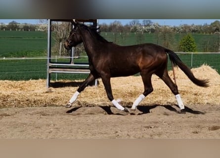 Hannoveraner, Stute, 3 Jahre, 163 cm, Dunkelbrauner