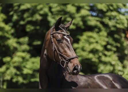 Hannoveraner, Stute, 3 Jahre, 163 cm, Schwarzbrauner