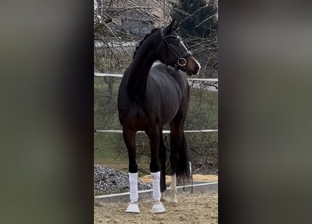 Hannoveraner, Stute, 3 Jahre, 164 cm, Dunkelbrauner