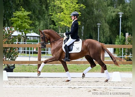 Hannoveraner, Stute, 3 Jahre, 164 cm, Dunkelfuchs