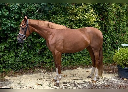 Hannoveraner, Stute, 3 Jahre, 164 cm, Fuchs