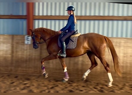 Hannoveraner, Stute, 3 Jahre, 164 cm, Fuchs