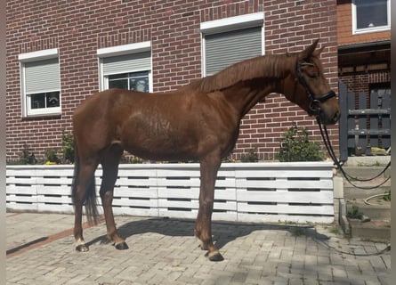Hannoveraner, Stute, 3 Jahre, 164 cm, Fuchs