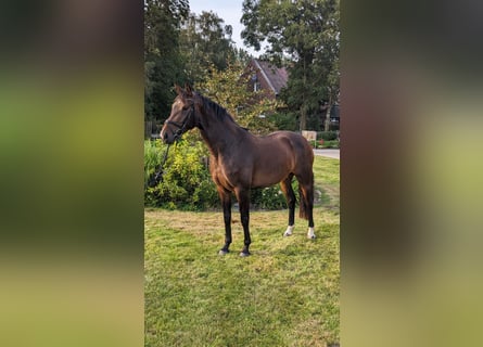 Hannoveraner, Stute, 3 Jahre, 165 cm, Brauner