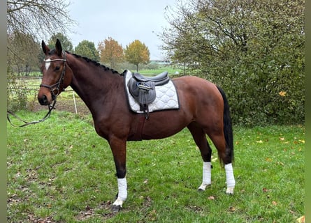 Hannoveraner, Stute, 3 Jahre, 165 cm, Brauner