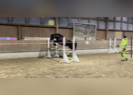 Hannoveraner, Stute, 3 Jahre, 165 cm, Brauner