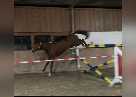 Hannoveraner, Stute, 3 Jahre, 165 cm, Dunkelbrauner